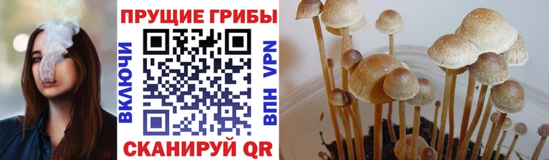 кракен ССЫЛКА  Нолинск  Галлюциногенные грибы Psilocybe 